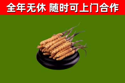 阳春回收冬虫夏草