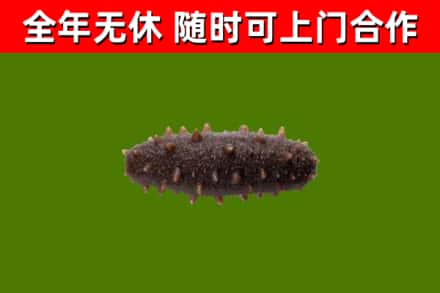 阳春回收海参干